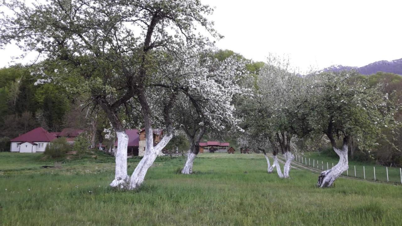 Camp &Apartmens Scepanovic Мойковац Екстер'єр фото